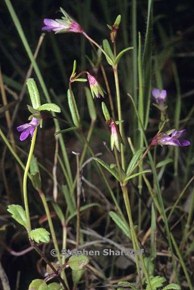 collinsia sparsiflora var collina 1 graphic